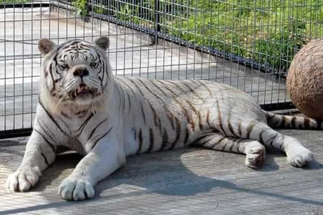 Say hello to Kenny, the inbred white tiger with down syndrome Say hello to Kenny, the inbred white tiger with down syndrome