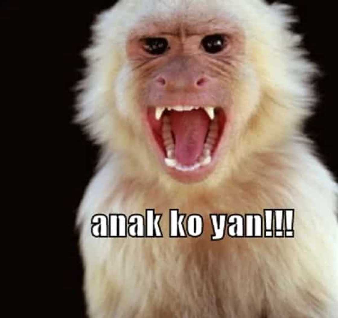 Hilarious Pinoy captured translating Tagalog words in viral video Hilarious Pinoy captured translating Tagalog words in viral video