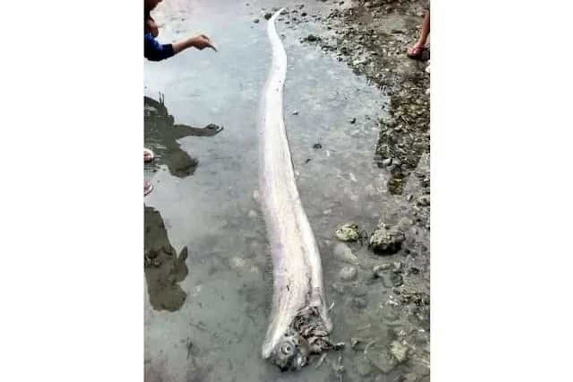 LINDOL dapat bang asahan sa PILIPINAS? Kakaibang lamang dagat na may habang 30 feet senyales daw! LINDOL dapat bang asahan sa PILIPINAS? Kakaibang lamang dagat na may habang 30 feet senyales daw!