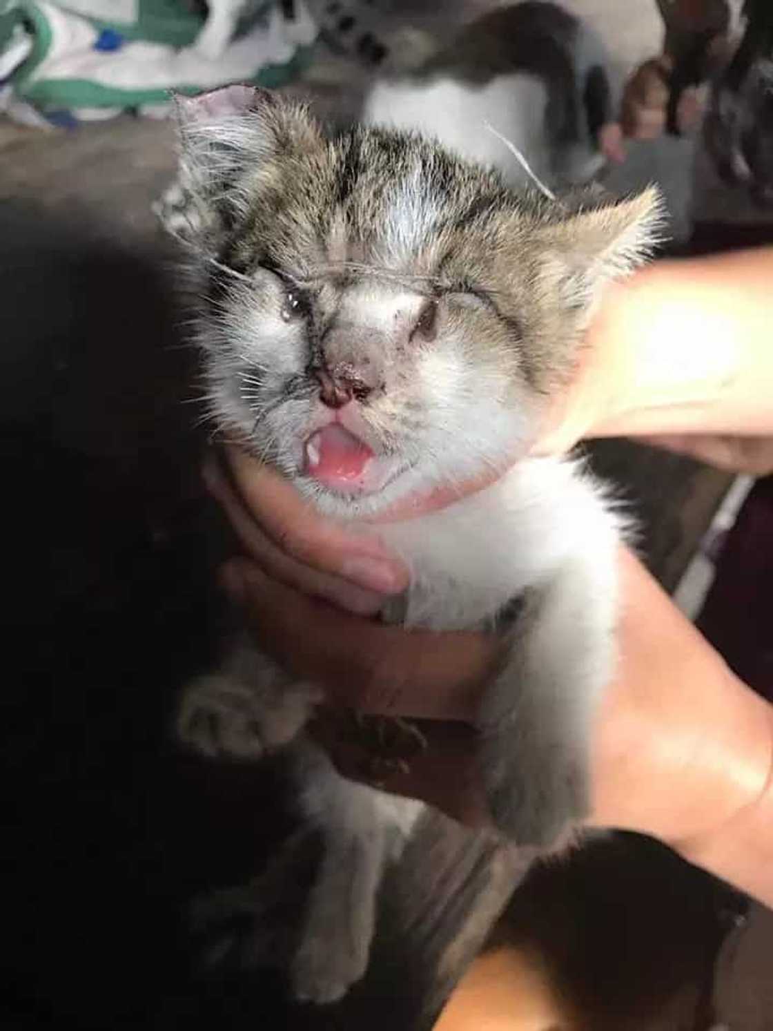 poor-kitten poor-kitten