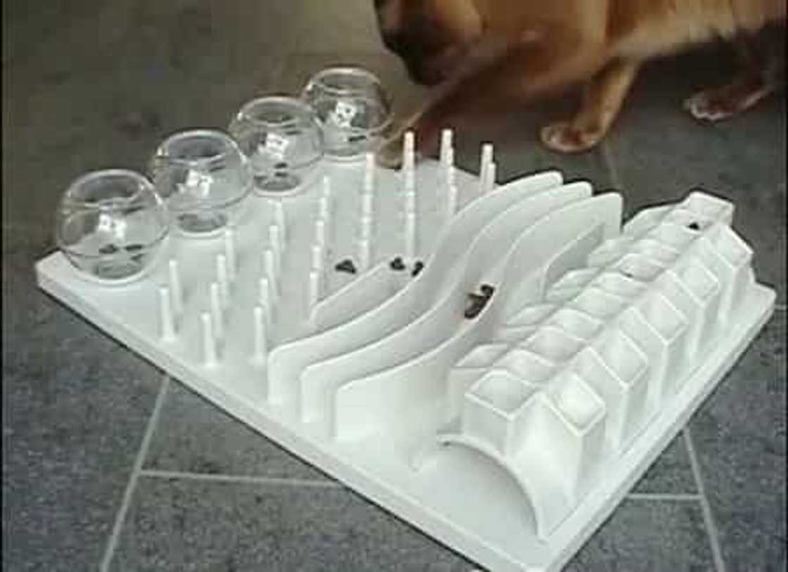 Food puzzles can save you and your cat a lot of trouble Food puzzles can save you and your cat a lot of trouble
