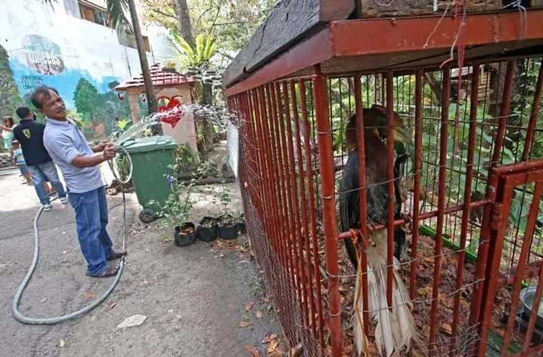 Abandoned Cebu Zoo full of hungry animals