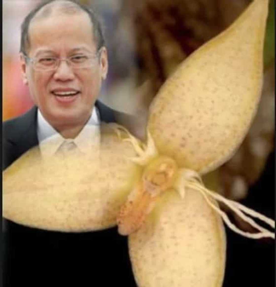 Rare orchid gets PNoy’s name Rare orchid gets PNoy’s name