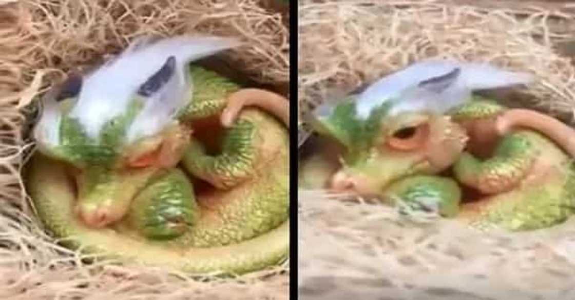 dragon-baby dragon-baby