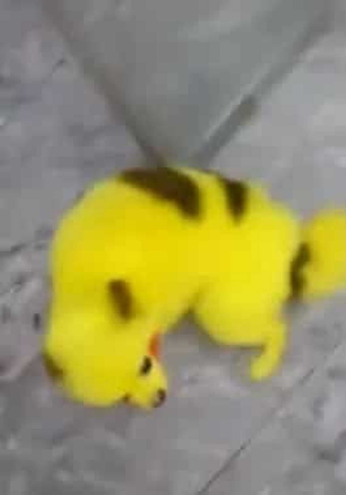 Pokemon fan outraged 'netizens' with his dog's viral video