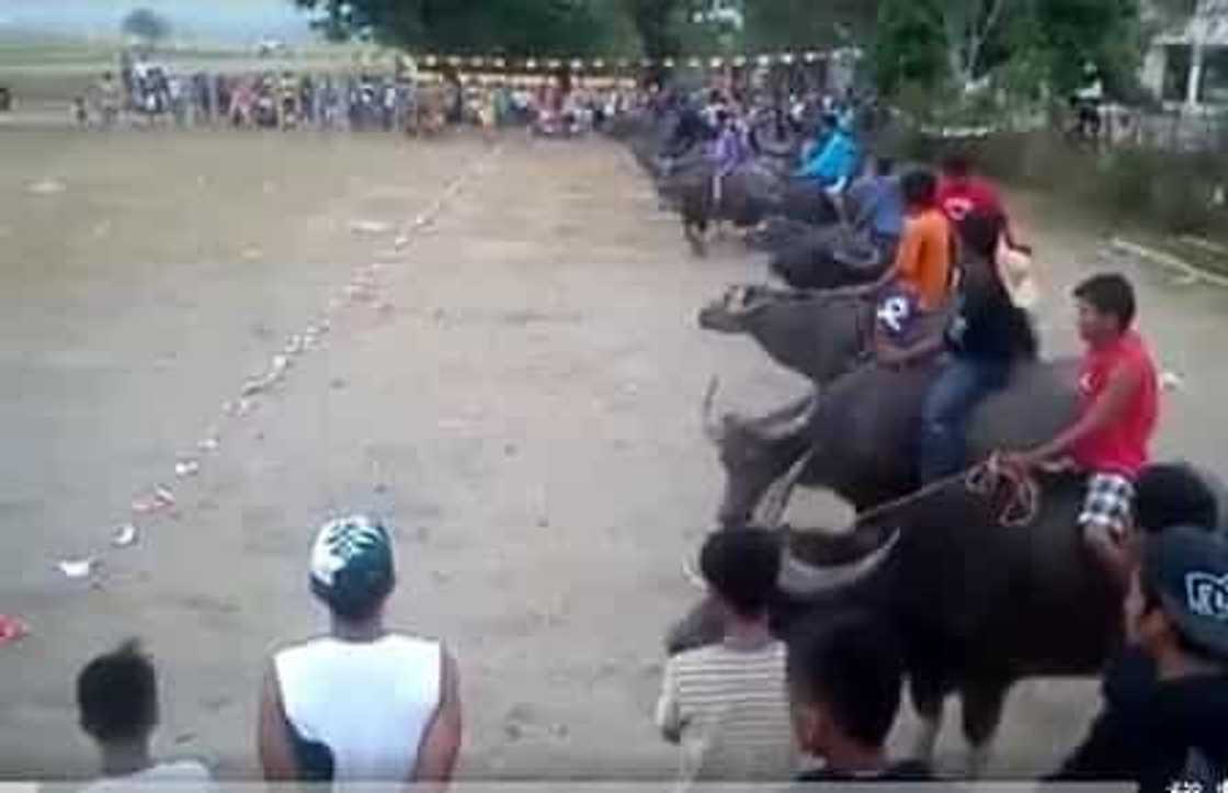Video of Carabao race went viral Video of Carabao race went viral