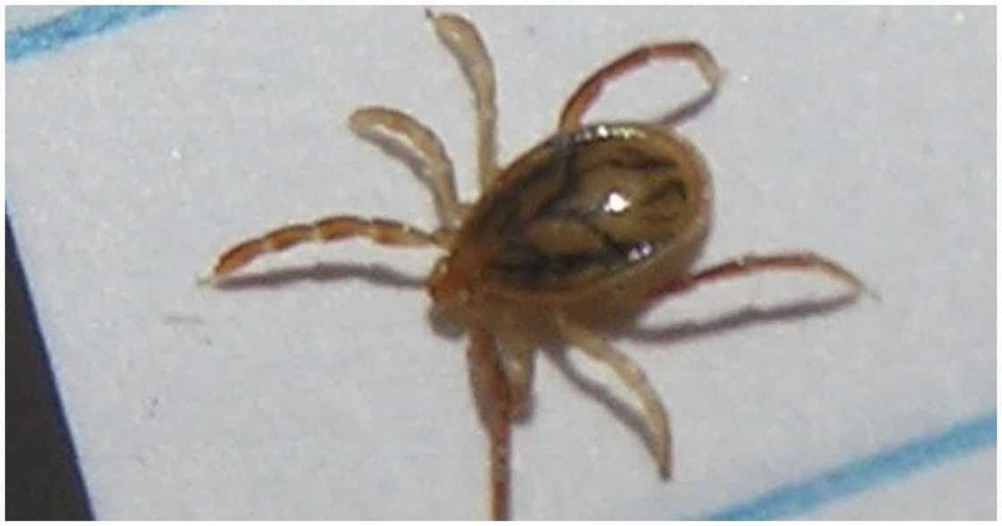 Batang babae, naparalisa dahil sa kagat ng garapata Batang babae, naparalisa dahil sa kagat ng garapata