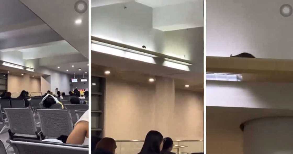 Rat at NAIA Rat at NAIA