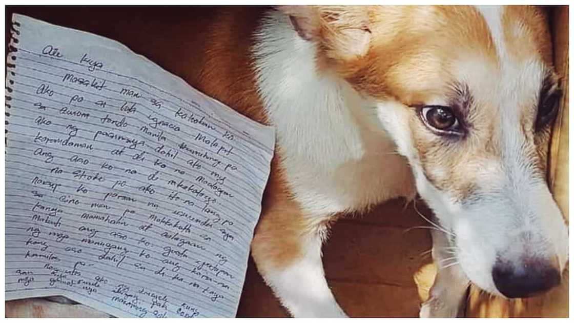 Asong may sakit na ibinilin ng isang lolang 'di na siya kayang alagaan, na-rescue na Asong may sakit na ibinilin ng isang lolang 'di na siya kayang alagaan, na-rescue na