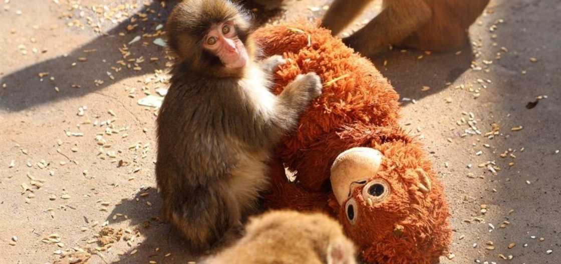 Netizens, naantig sa sitwasyon ng unggoy na si Punch sa Ichikawa City Zoo Netizens, naantig sa sitwasyon ng unggoy na si Punch sa Ichikawa City Zoo