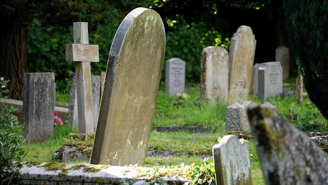 Old gravestones standing in a grassy cemetery surrounded by trees. Old gravestones standing in a grassy cemetery surrounded by trees.