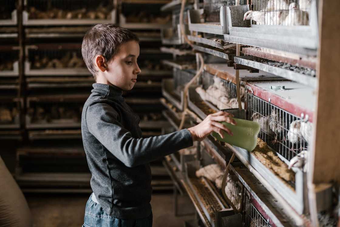 A young boy feeds birds in wire cages using a container inside a poultry facility. A young boy feeds birds in wire cages using a container inside a poultry facility.