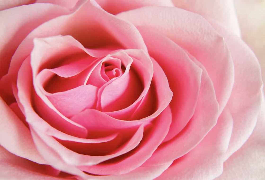 Where to buy rose water in the Philippines Where to buy rose water in the Philippines