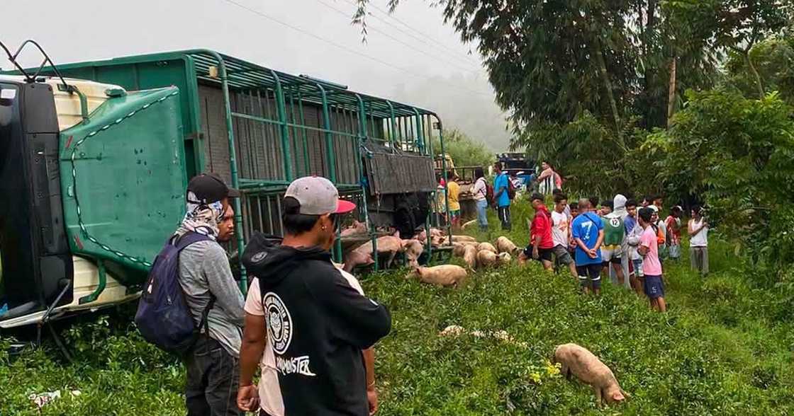 92 baboy, nawawala pa rin matapos tumaob ang truck; pulis, nagbabala sa mga kumuha 92 baboy, nawawala pa rin matapos tumaob ang truck; pulis, nagbabala sa mga kumuha