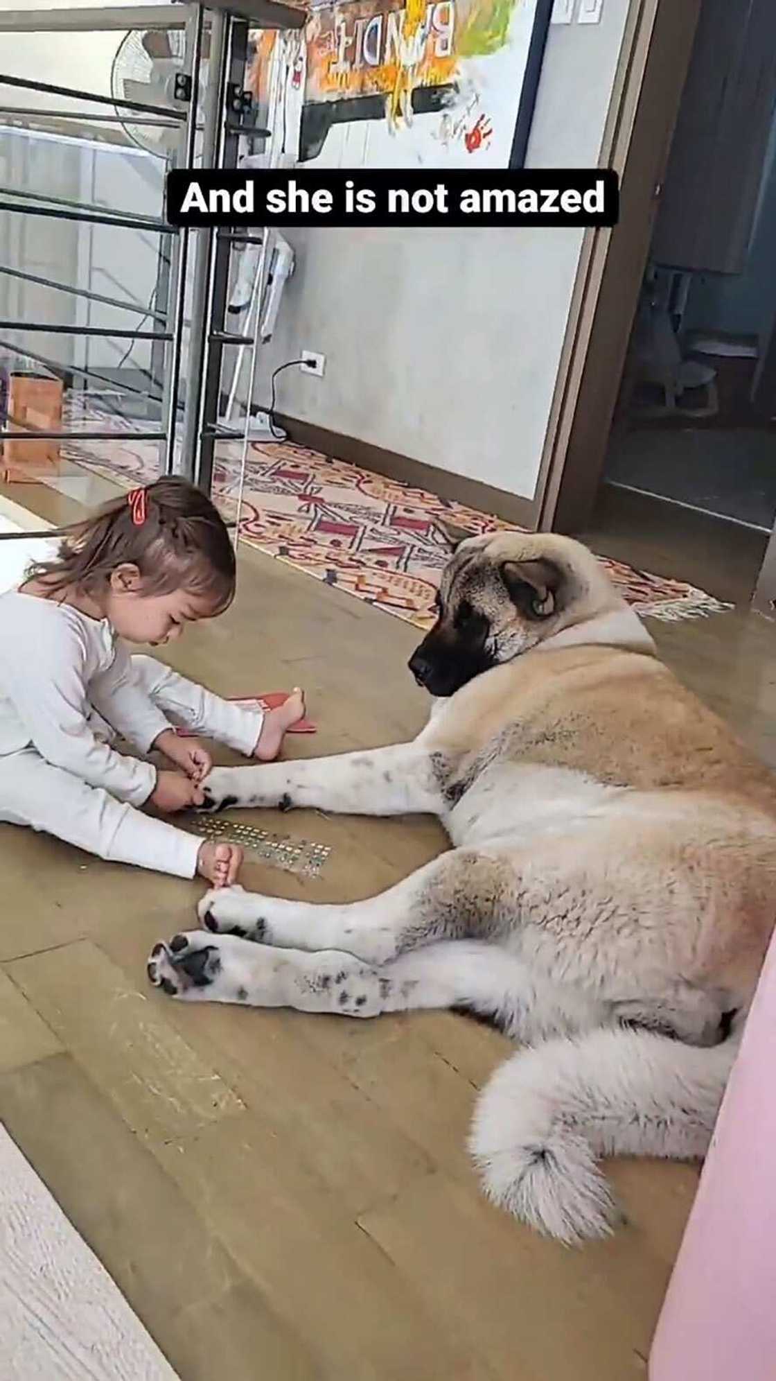 Tili Bolzico, pinagtripang i-manicure ang alagang aso na si Pochola; nilagyan ng nail extensions Tili Bolzico, pinagtripang i-manicure ang alagang aso na si Pochola; nilagyan ng nail extensions