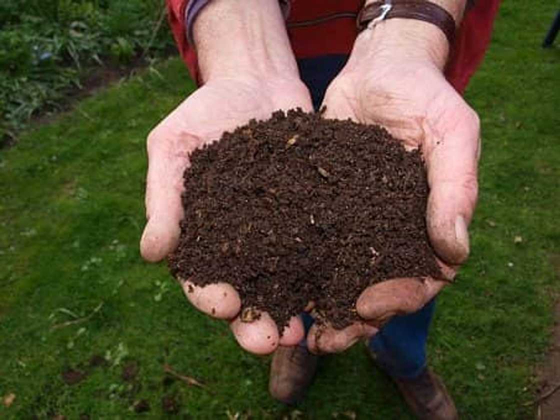 When to plant tomatoes in 2020 When to plant tomatoes in 2020