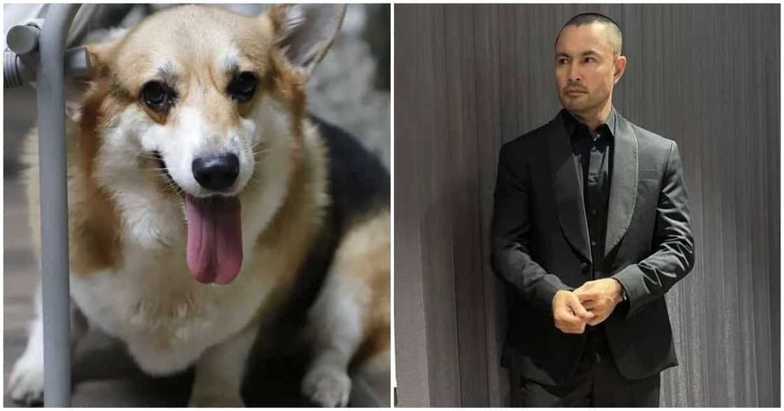 Derek Ramsay, labis na nalungkot sa pagpanaw ng kanyang aso na si Riri: "My heart is crushed" Derek Ramsay, labis na nalungkot sa pagpanaw ng kanyang aso na si Riri: "My heart is crushed"
