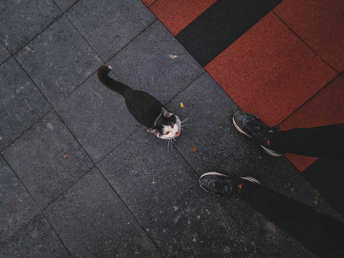 A man is feeding a street cat A man is feeding a street cat