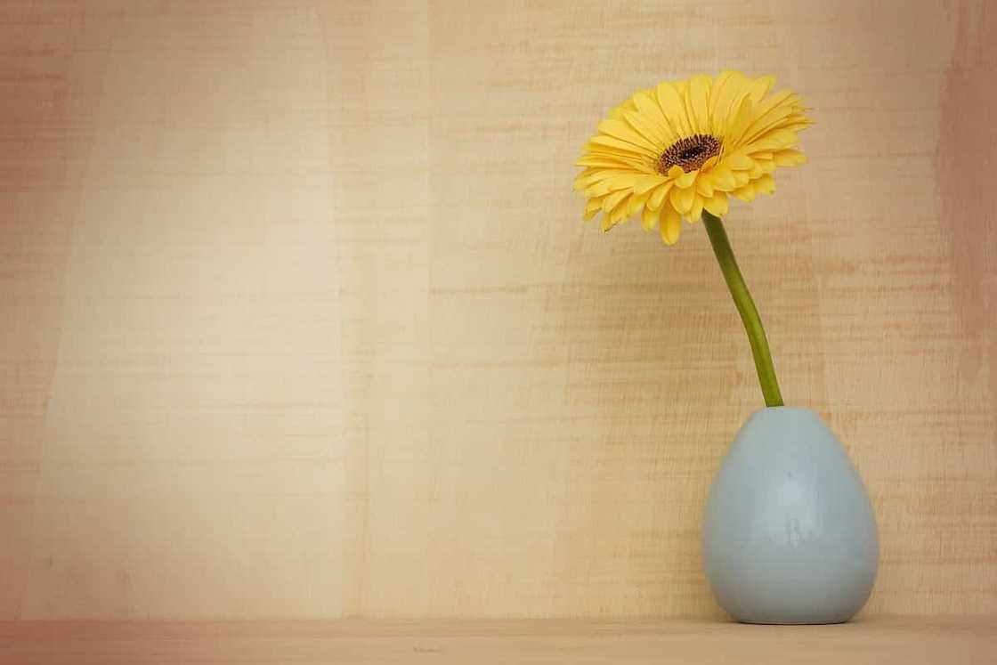 Gerbera: planting and care at home and in the garden Gerbera: planting and care at home and in the garden