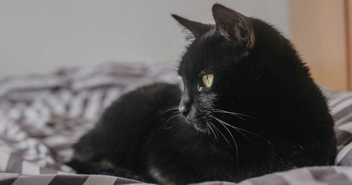 Pusang ginawang taga-hatid ng droga, huli sa labas ng kulungan Pusang ginawang taga-hatid ng droga, huli sa labas ng kulungan