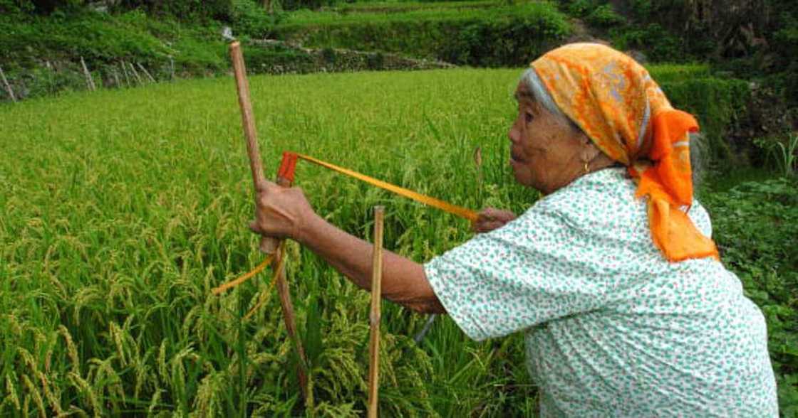 Viral na ang video ng isang 88-anyos na lolang diver sa Ormoc City Viral na ang video ng isang 88-anyos na lolang diver sa Ormoc City