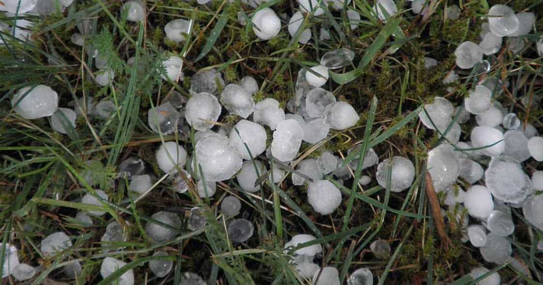 Video ng pag-ulan ng yelo sa Santa Maria, Bulacan, viral: "Anlalaki ng yelo" Video ng pag-ulan ng yelo sa Santa Maria, Bulacan, viral: "Anlalaki ng yelo"