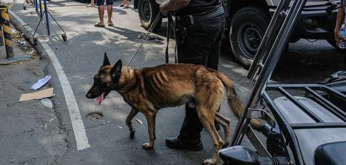 Viral K9 dog na si Kobe, ire-rehabilitate matapos umani ng concerns online Viral K9 dog na si Kobe, ire-rehabilitate matapos umani ng concerns online