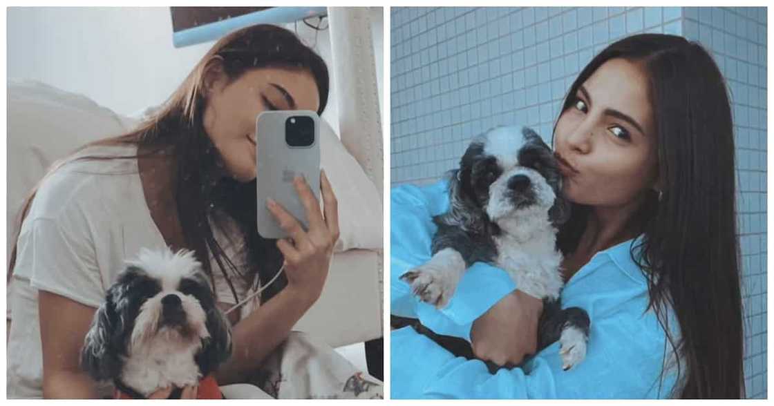 Lovi Poe, nagluluksa sa pagpanaw ng kanyang furbaby na si Phoebe Lovi Poe, nagluluksa sa pagpanaw ng kanyang furbaby na si Phoebe