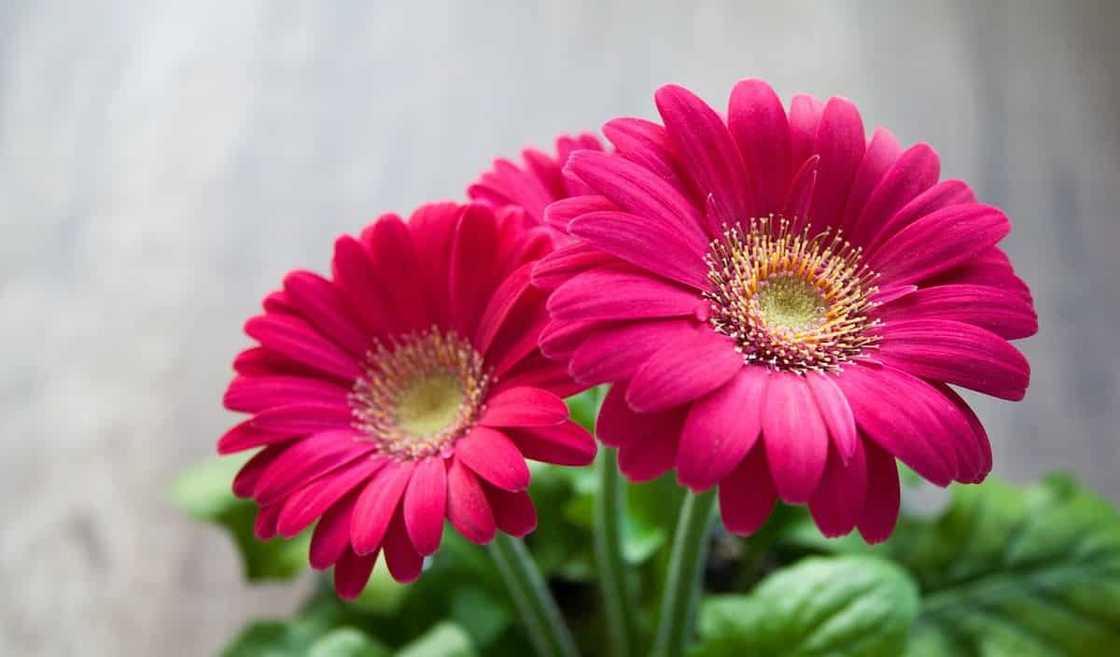 Gerbera: planting and care at home and in the garden Gerbera: planting and care at home and in the garden