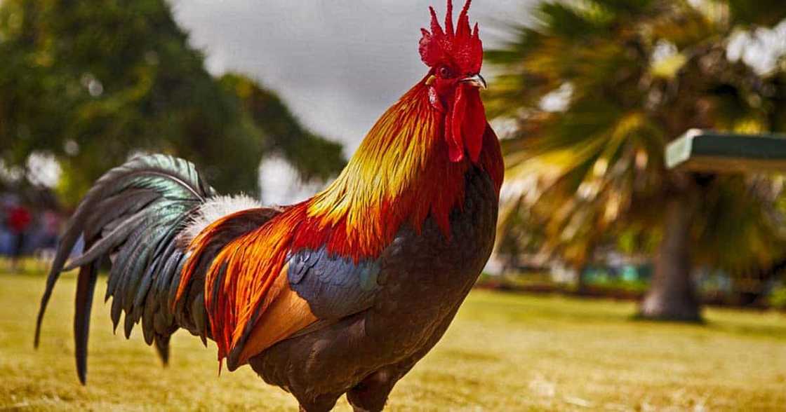 Lady netizen seeks help after accidetally smashing her father's rooster for "panabong"