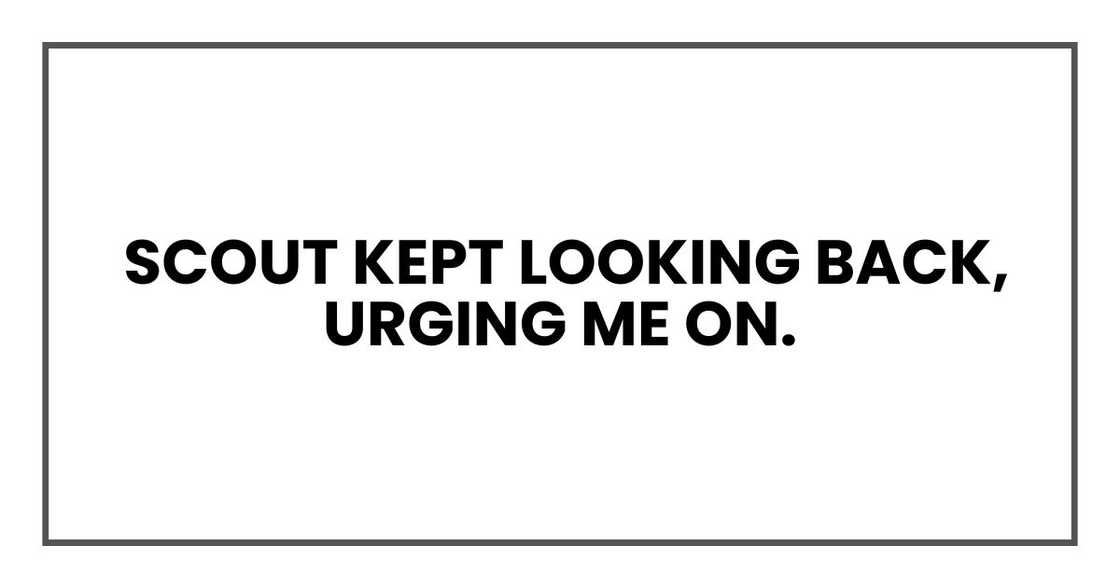 Scout kept looking back, urging me on Scout kept looking back, urging me on