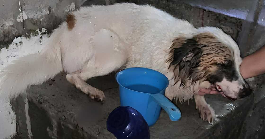 Pet dog escapes owner's home but later found in a heartbreaking condition