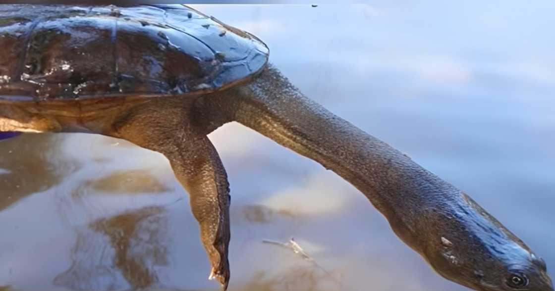 Lalaki Patay Matapos Umanong Kumain ng Snake Turtle sa Negros Occidental