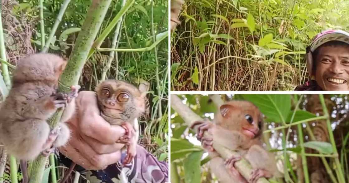 Tarsier Tarsier