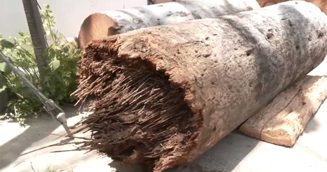 Bata, pumanaw matapos mabagsakan ng nabubulok na punong buri sa Mandaue City Bata, pumanaw matapos mabagsakan ng nabubulok na punong buri sa Mandaue City