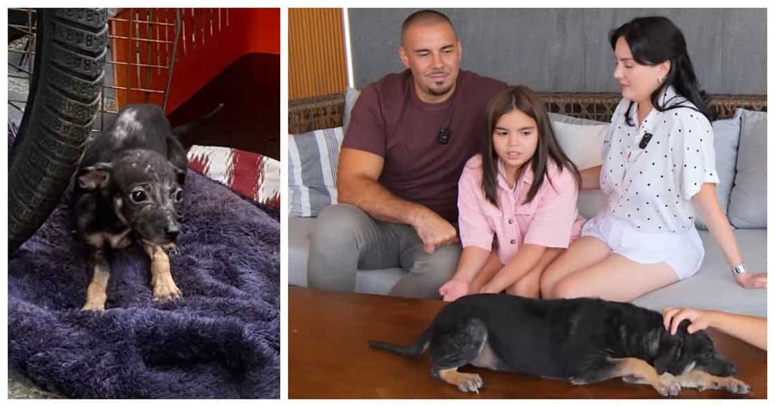 Scarlett Kramer, iniligtas ang isang stray dog: “She looked so scared” (Team Kramer) Scarlett Kramer, iniligtas ang isang stray dog: “She looked so scared” (Team Kramer)