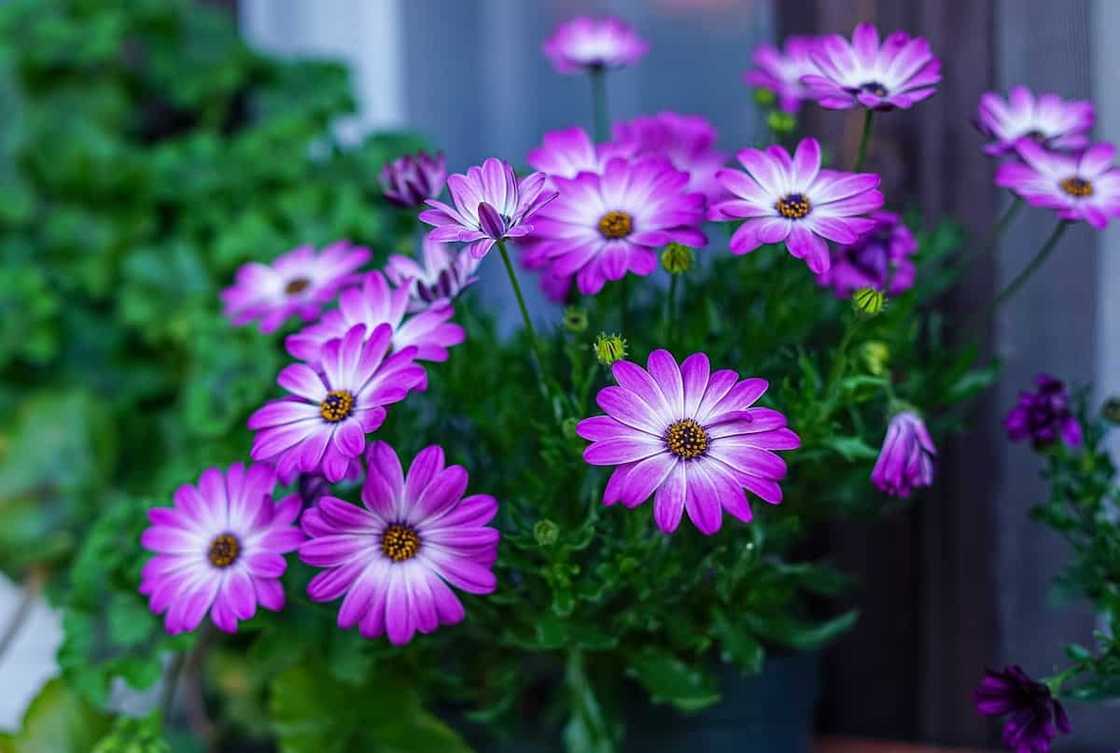 Gerbera: planting and care at home and in the garden