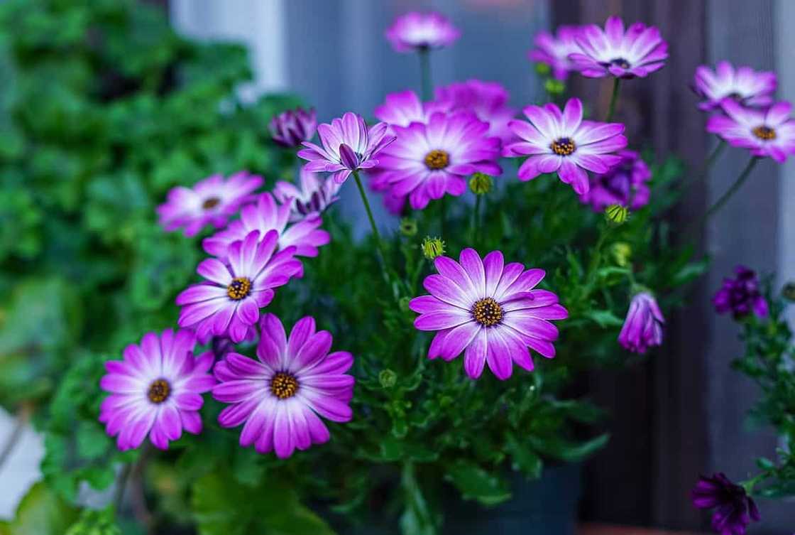 Gerbera: planting and care at home and in the garden Gerbera: planting and care at home and in the garden