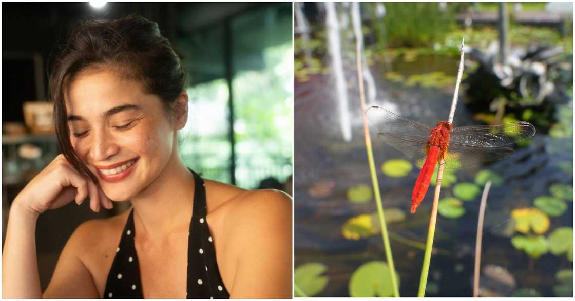 Anne Curtis, kinaaliwan ng netizens dahil sa viral post tungkol sa tutubi Anne Curtis, kinaaliwan ng netizens dahil sa viral post tungkol sa tutubi