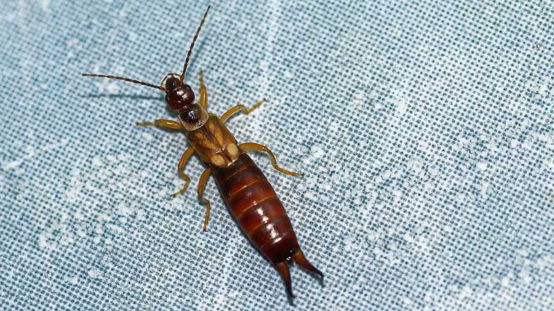 Diplura at home: how to get rid of it Diplura at home: how to get rid of it
