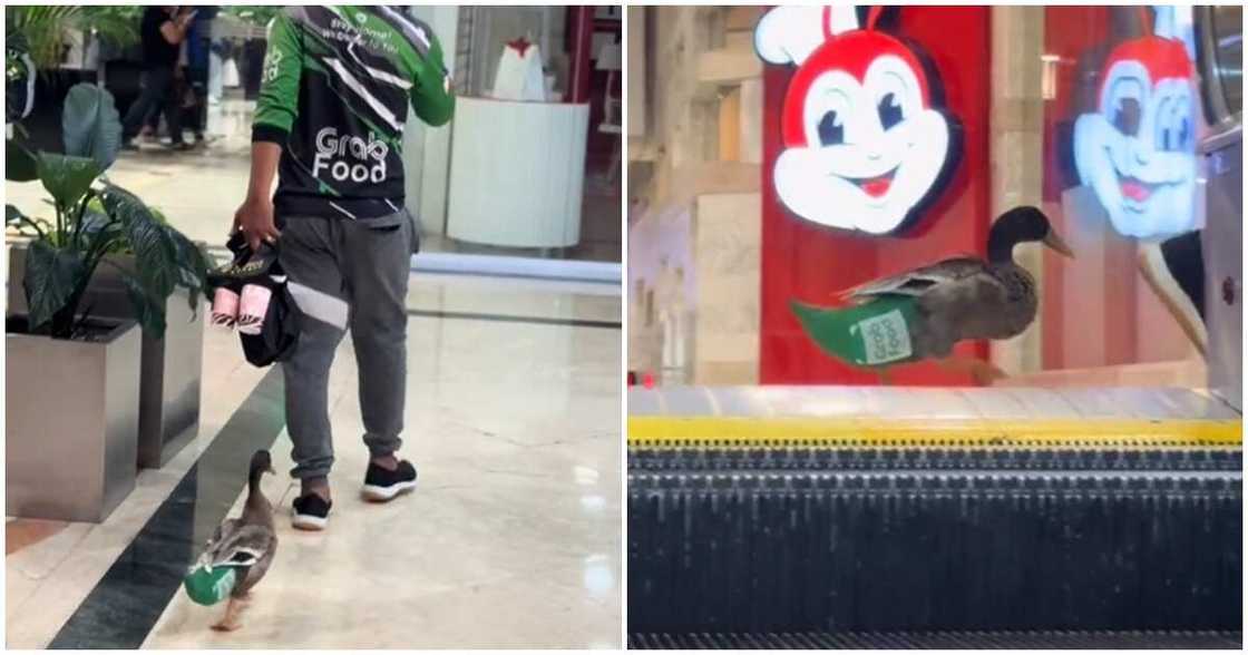 Video of a delivery rider accompanied by a duck while working amuses netizens Video of a delivery rider accompanied by a duck while working amuses netizens