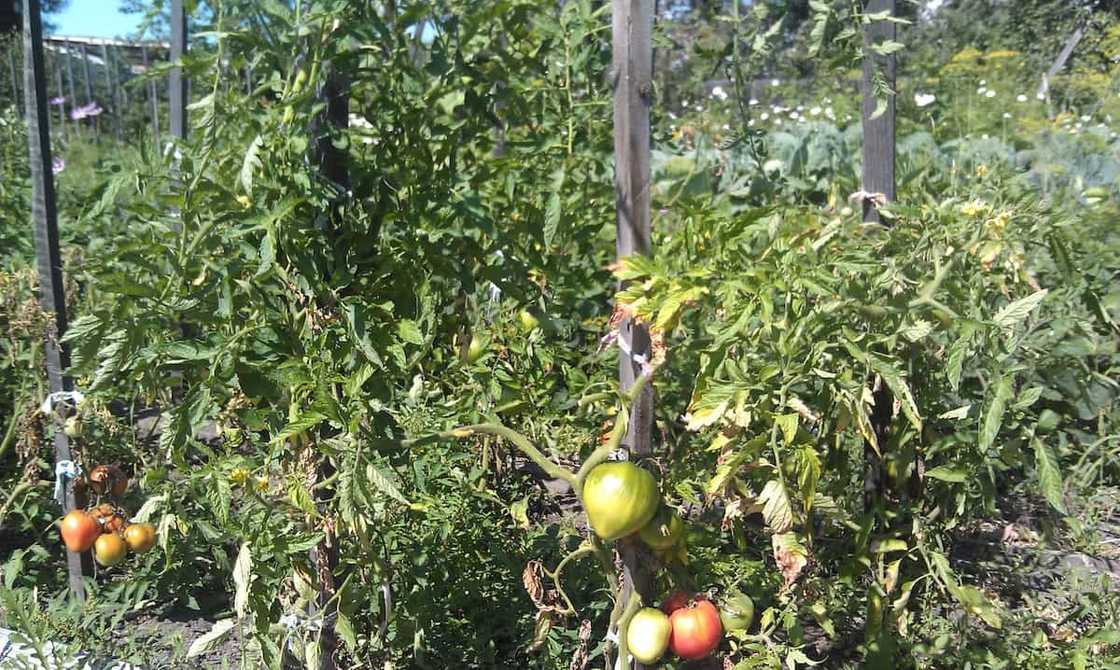 When to plant tomatoes in 2020 When to plant tomatoes in 2020