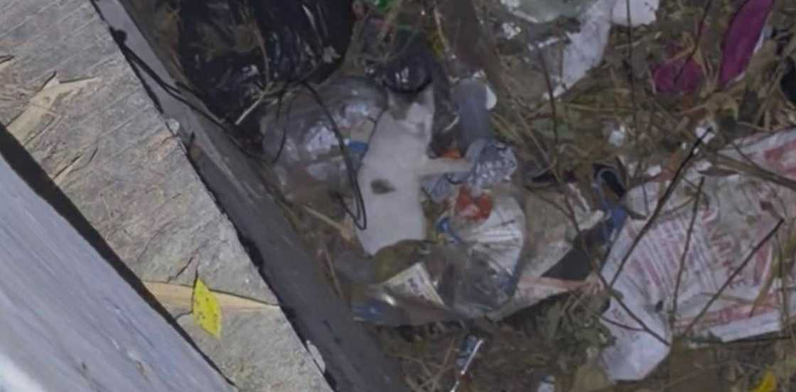 Meraki, ang viral na pusa sa Cavite, nasa mabuti nang kalagayan matapos ang insidente sa tulay