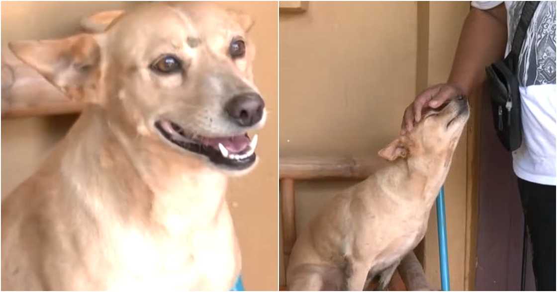 Balitang Bisdak/GMA Network/GMA Regional TV on YouTube