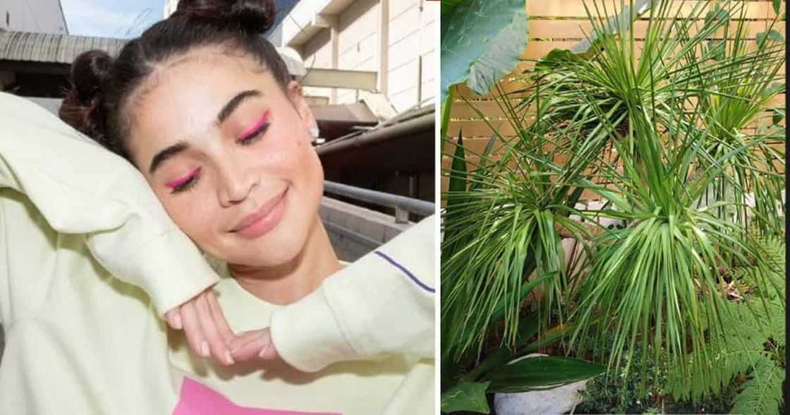 Anne Curtis Anne Curtis