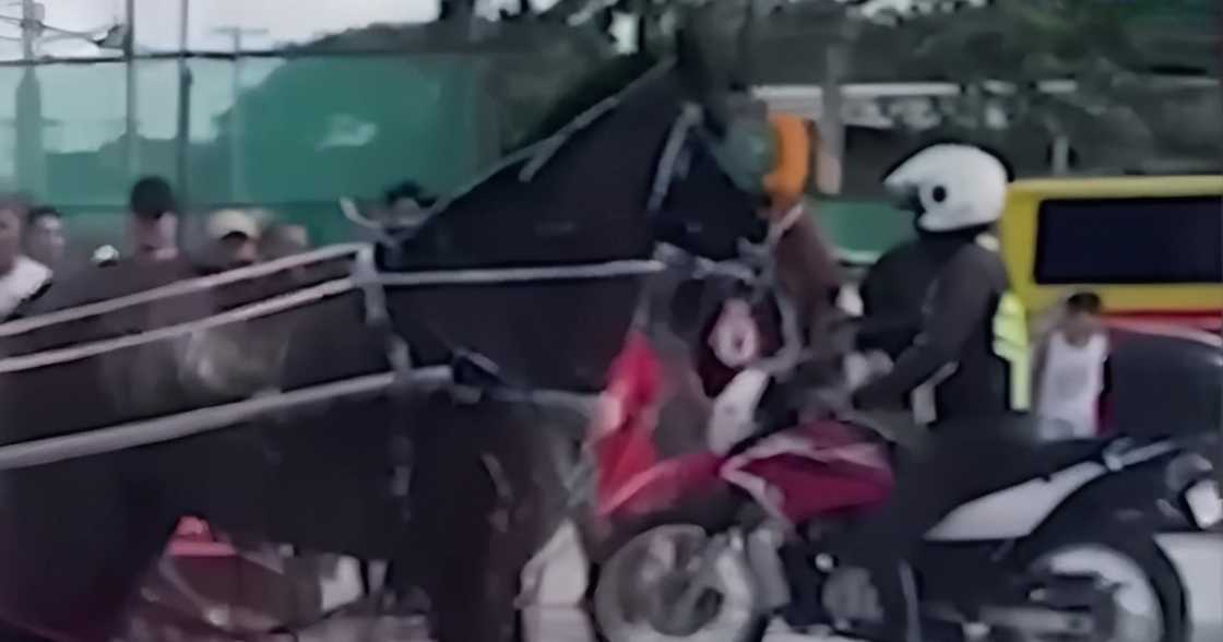 Racing horse and enforcer accidentally bump into each other, tumble, during Fiestang Kuliat Racing horse and enforcer accidentally bump into each other, tumble, during Fiestang Kuliat