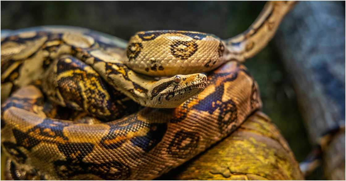 Diego Madrigal on Pexels