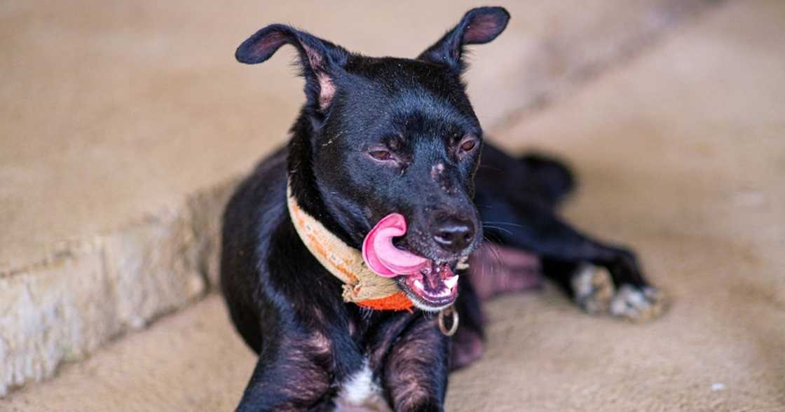 Kinondena ng animal welfare groups viral vid ng rider na kinakaladkad asong nakatali sa motorsiklo Kinondena ng animal welfare groups viral vid ng rider na kinakaladkad asong nakatali sa motorsiklo