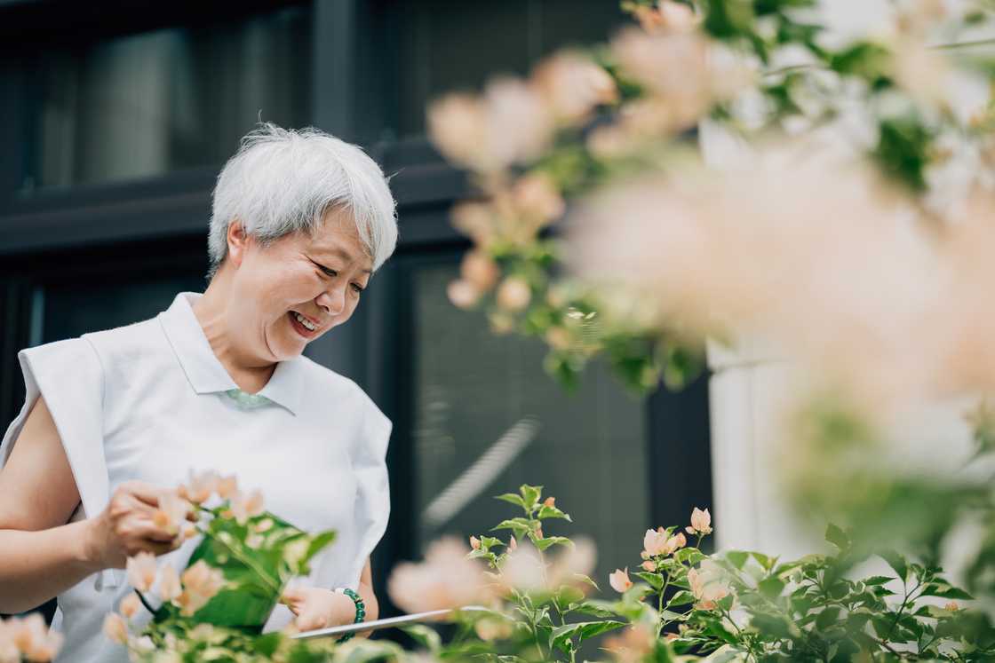 A senior woman watering plants A senior woman watering plants