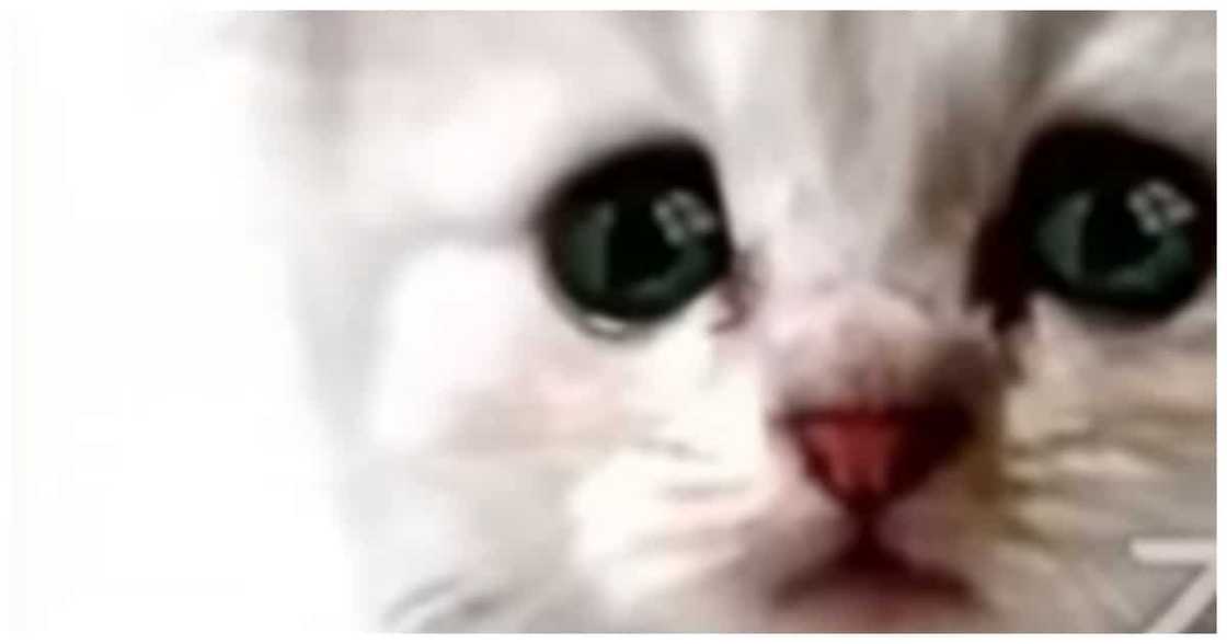 Virtual hearing, nabulabog dahil sa abogadong di namalayang naka-cat filter siya Virtual hearing, nabulabog dahil sa abogadong di namalayang naka-cat filter siya